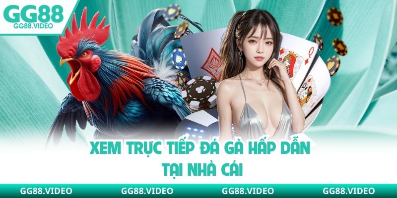 Xem trực tiếp đá gà hấp dẫn tại nhà cái
